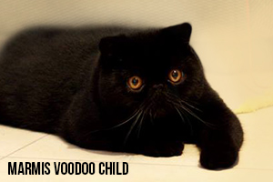 voodoo (27 kB)