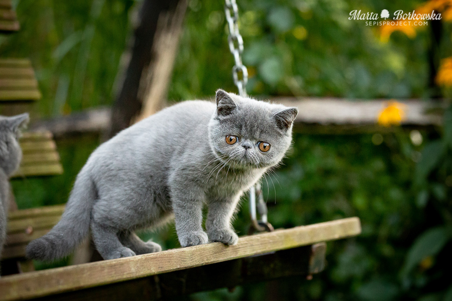 PL*Sepis ARWENA - niebieska kotka egzotyczna
