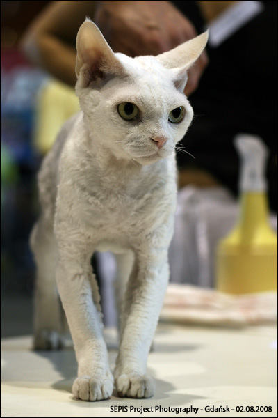 IMG_9261