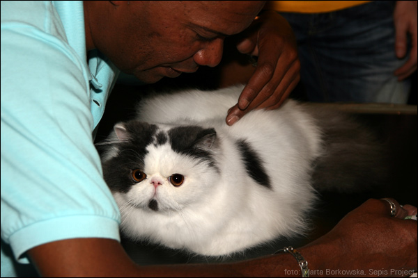 IMG_0207.jpg - 16. LATOYBELL CATPRESTIGE*PL  | PER ns 02  | 1,0 | Ex 1, CAC / Ex 1, CAC