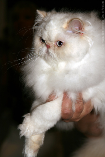IMG_0230.jpg - 20. Parys Nanona-Cat*PL  | PER e 33 | 1,0 | Ex 1, NOM BIS, BIS / Ex 1, NOM BIS, BIS
