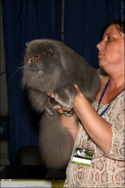 IMG_0246.jpg - 7. GIC FANTO STAN-BOR*PL, JW | PER a | 1,0 | Ex 1, CACS / Ex 1, CACS