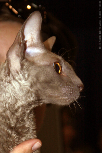 IMG_0536.jpg - 283. Lavender Wish Scardinius*Pl | CRX c | 0,1 |Ex 1 / Ex 1