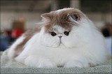 IMG_9516