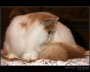IMG_9553