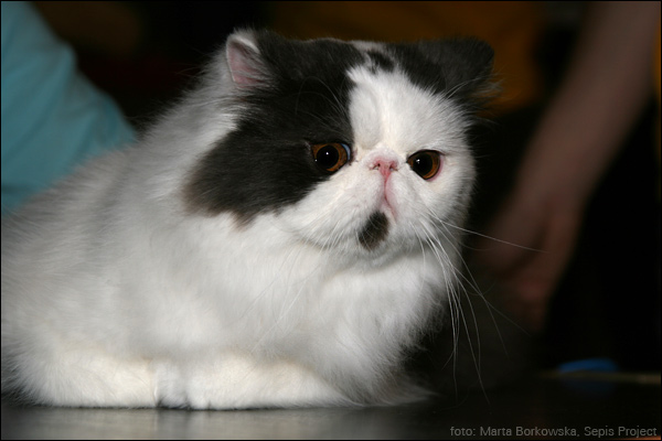 IMG_0205.jpg - 16. LATOYBELL CATPRESTIGE*PL  | PER ns 02  | 1,0 | Ex 1, CAC / Ex 1, CAC
