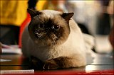 IMG_0440