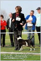 Escudo Kennel handling i hodowla sznaucer�w miniaturowych pieprz i s�l oraz sznaucer�w olbrzym�w czarnych