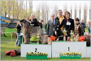 Escudo Kennel handling i hodowla sznaucer�w miniaturowych pieprz i s�l oraz sznaucer�w olbrzym�w czarnych