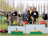Escudo Kennel handling i hodowla sznaucer�w miniaturowych pieprz i s�l oraz sznaucer�w olbrzym�w czarnych