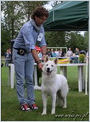 Escudo Kennel handling i hodowla sznaucer�w miniaturowych pieprz i s�l oraz sznaucer�w olbrzym�w czarnych