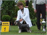 Escudo Kennel handling i hodowla sznaucer�w miniaturowych pieprz i s�l oraz sznaucer�w olbrzym�w czarnych