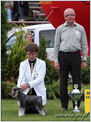 Escudo Kennel handling i hodowla sznaucer�w miniaturowych pieprz i s�l oraz sznaucer�w olbrzym�w czarnych