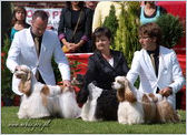 Escudo Kennel handling i hodowla sznaucer�w miniaturowych pieprz i s�l oraz sznaucer�w olbrzym�w czarnych