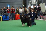 Escudo Kennel handling i hodowla sznaucer�w miniaturowych pieprz i s�l oraz sznaucer�w olbrzym�w czarnych
