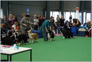 Escudo Kennel handling i hodowla sznaucer�w miniaturowych pieprz i s�l oraz sznaucer�w olbrzym�w czarnych