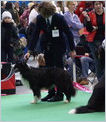 Escudo Kennel handling i hodowla sznaucer�w miniaturowych pieprz i s�l oraz sznaucer�w olbrzym�w czarnych