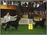 Escudo Kennel handling i hodowla sznaucer�w miniaturowych pieprz i s�l oraz sznaucer�w olbrzym�w czarnych