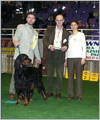 Escudo Kennel handling i hodowla sznaucer�w miniaturowych pieprz i s�l oraz sznaucer�w olbrzym�w czarnych