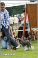 Escudo Kennel handling i hodowla sznaucer�w miniaturowych pieprz i s�l oraz sznaucer�w olbrzym�w czarnych