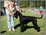 Escudo Kennel handling i hodowla sznaucer�w miniaturowych pieprz i s�l oraz sznaucer�w olbrzym�w czarnych