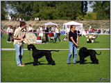 Escudo Kennel handling i hodowla sznaucer�w miniaturowych pieprz i s�l oraz sznaucer�w olbrzym�w czarnych
