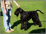 Escudo Kennel handling i hodowla sznaucer�w miniaturowych pieprz i s�l oraz sznaucer�w olbrzym�w czarnych