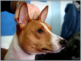 Escudo Kennel handling i hodowla sznaucer�w miniaturowych pieprz i s�l oraz sznaucer�w olbrzym�w czarnych