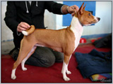 Escudo Kennel handling i hodowla sznaucer�w miniaturowych pieprz i s�l oraz sznaucer�w olbrzym�w czarnych