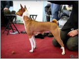 Escudo Kennel handling i hodowla sznaucer�w miniaturowych pieprz i s�l oraz sznaucer�w olbrzym�w czarnych