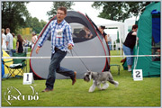 Escudo Kennel handling i hodowla sznaucer�w miniaturowych pieprz i s�l oraz sznaucer�w olbrzym�w czarnych