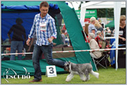 Escudo Kennel handling i hodowla sznaucer�w miniaturowych pieprz i s�l oraz sznaucer�w olbrzym�w czarnych