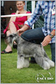 Escudo Kennel handling i hodowla sznaucer�w miniaturowych pieprz i s�l oraz sznaucer�w olbrzym�w czarnych