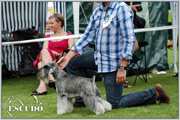 Escudo Kennel handling i hodowla sznaucer�w miniaturowych pieprz i s�l oraz sznaucer�w olbrzym�w czarnych