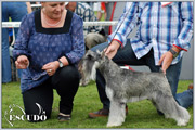 Escudo Kennel handling i hodowla sznaucer�w miniaturowych pieprz i s�l oraz sznaucer�w olbrzym�w czarnych