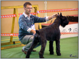 Escudo Kennel handling i hodowla sznaucer�w miniaturowych pieprz i s�l oraz sznaucer�w olbrzym�w czarnych