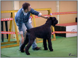 Escudo Kennel handling i hodowla sznaucer�w miniaturowych pieprz i s�l oraz sznaucer�w olbrzym�w czarnych