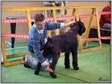 Escudo Kennel handling i hodowla sznaucer�w miniaturowych pieprz i s�l oraz sznaucer�w olbrzym�w czarnych