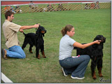 Escudo Kennel handling i hodowla sznaucer�w miniaturowych pieprz i s�l oraz sznaucer�w olbrzym�w czarnych