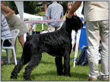 Escudo Kennel handling i hodowla sznaucer�w miniaturowych pieprz i s�l oraz sznaucer�w olbrzym�w czarnych