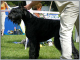 Escudo Kennel handling i hodowla sznaucer�w miniaturowych pieprz i s�l oraz sznaucer�w olbrzym�w czarnych