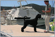 Escudo Kennel handling i hodowla sznaucer�w miniaturowych pieprz i s�l oraz sznaucer�w olbrzym�w czarnych