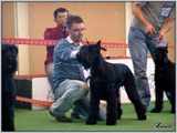 Escudo Kennel handling i hodowla sznaucer�w miniaturowych pieprz i s�l oraz sznaucer�w olbrzym�w czarnych