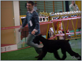Escudo Kennel handling i hodowla sznaucer�w miniaturowych pieprz i s�l oraz sznaucer�w olbrzym�w czarnych
