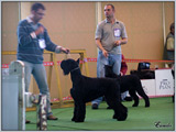 Escudo Kennel handling i hodowla sznaucer�w miniaturowych pieprz i s�l oraz sznaucer�w olbrzym�w czarnych
