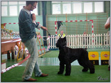 Escudo Kennel handling i hodowla sznaucer�w miniaturowych pieprz i s�l oraz sznaucer�w olbrzym�w czarnych
