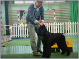 Escudo Kennel handling i hodowla sznaucer�w miniaturowych pieprz i s�l oraz sznaucer�w olbrzym�w czarnych