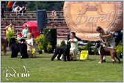 Escudo Kennel handling i hodowla sznaucer�w miniaturowych pieprz i s�l oraz sznaucer�w olbrzym�w czarnych