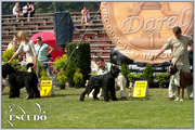 Escudo Kennel handling i hodowla sznaucer�w miniaturowych pieprz i s�l oraz sznaucer�w olbrzym�w czarnych