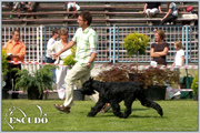 Escudo Kennel handling i hodowla sznaucer�w miniaturowych pieprz i s�l oraz sznaucer�w olbrzym�w czarnych